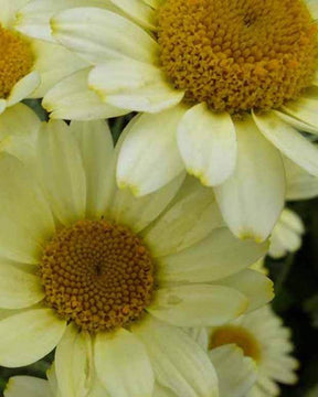 Oeil de bœuf Susanna Mitchell - Fleurs vivaces - Anthemis Susanna Mitchell