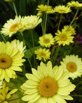 3 Œil de bœuf Wargrave - Fleurs vivaces - Anthemis x hybrida Wargrave