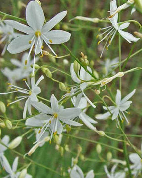 Phalangère à fleurs de lis Anthericum liliago - Graminées - ANTHERICUM LILIAGO