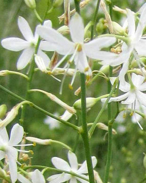 Phalangère rameuse - Graminées - Anthericum ramosum