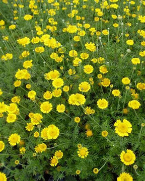 Camomille des teinturiers Charme - Camomille - Anthemis tinctoria Charme