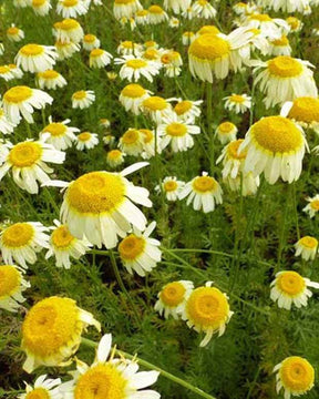 Camomille des teinturiers Lemon Ice - Camomille - ANTHEMIS TINCTORIA LEMON ICE