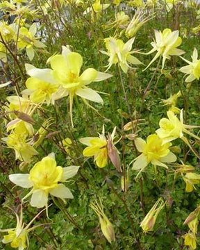 Ancolie Maxistar - Fleurs vivaces - Aquilegia Maxistar