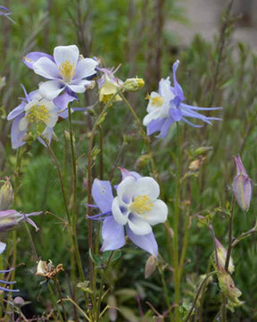 Ancolie bleue - Fleurs vivaces - Aquilegia coerulea