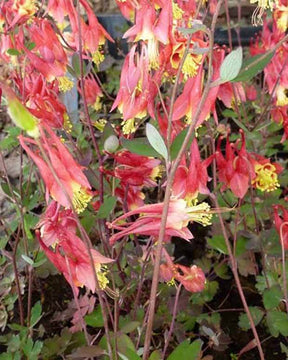 3 Ancolies du Canada Little Lanterns - Fleurs vivaces - Aquilegia canadensis Little Lanterns