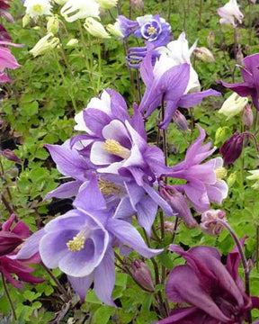 Ancolie Biedermeier - Fleurs vivaces - Aquilegia Biedermeier