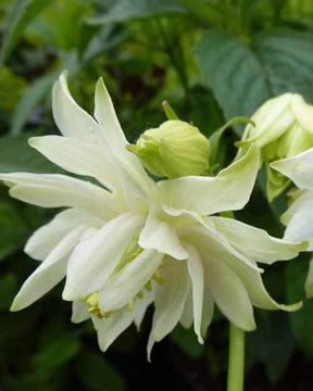 Ancolie Green Apples - Fleurs vivaces - Aquilegia vulgaris var. stellata Greenapples