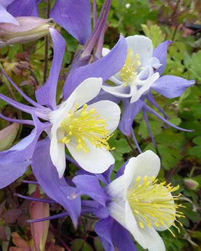 Ancolie Mrs. M. Nicholls - Fleurs vivaces - Aquilegia Mrs M. Nicholls