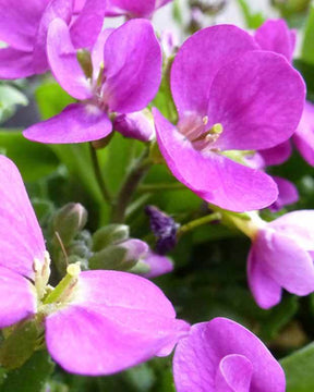 Arabette du Caucase Pinkie - Fleurs vivaces - Arabis caucasica Pinkie