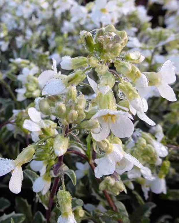 Arabette du Caucase Variegata Arabette panachée - Fleurs vivaces - Arabis caucasica Variegata