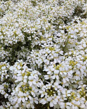 Arabette Neuschnee - Fleurs vivaces - ARABIS PROCURRENS NEUSCHNEE