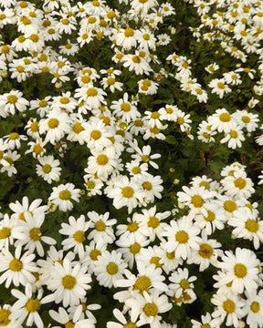 Chrysanthème arctique Stella - Chrysanthèmes vivaces - Chrysanthemum Stella