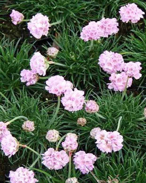 Gazon d Espagne Rosea Compacta - Fleurs vivaces - Armeria maritima Rosea Compacta