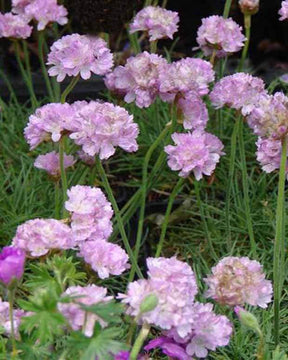 3 Gazons d Espagne Schöne von Fellbach - Fleurs vivaces - Armeria maritima Schöne von Fellbach