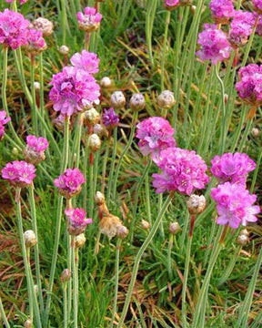 Gazon d Espagne Splendens Perfecta - Fleurs vivaces - Armeria maritima Splendens Perfecta