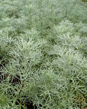 Armoise argentée - jardins - Artemisia Canescens