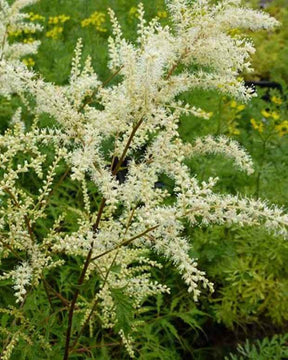 Barbe-de-Bouc dioïque Kneiffii - Fleurs vivaces - ARUNCUS DIOICUS KNEIFFII