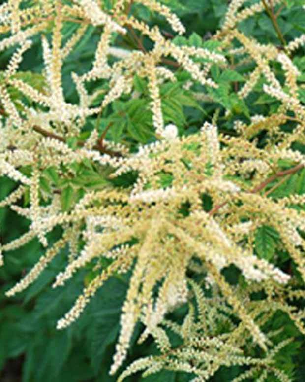 Barbe de bouc Horatio - Fleurs vivaces - Aruncus Horatio