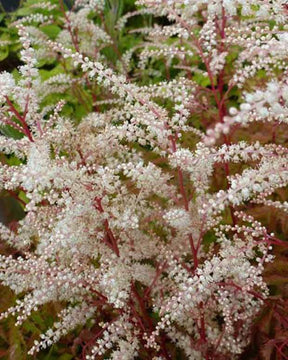 Barbe de bouc Jogannifest - Fleurs vivaces - Aruncus Johannifest