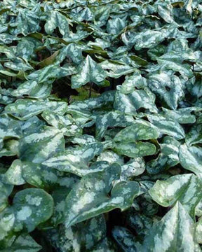 Asaret Gingembre sauvage du Sichuan - jardins - ASARUM SPLENDENS