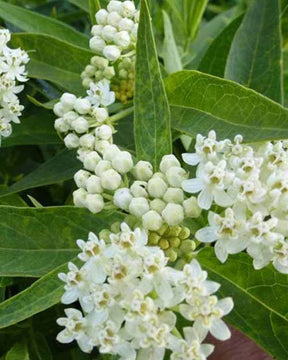 Asclépiade Ice Ballet - Fleurs vivaces - ASCLEPIAS INCARNATA ICE BALLET