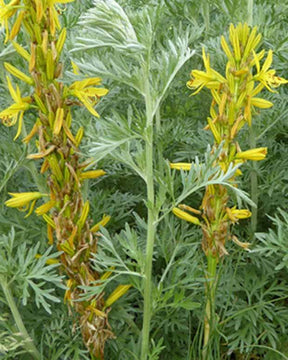 Asphodèle jaune Bâton de Jacob - Fleurs vivaces - ASPHODELINE LUTEA