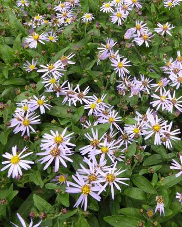 3 Asters nain dété - Fleurs vivaces - ASTER AGERATOIDES ADUSTUS NANUS