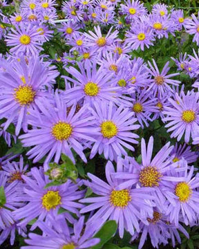 3 Oeil de Christ Blue King Asters amelle Blue King - Fleurs vivaces - Aster amellus Blue King