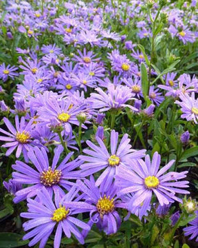 3 Oeil de Christ Butzemann Asters amelle Butzemann - Fleurs vivaces - Aster amellus Butzemann