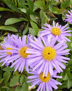 3 Oeil de Christ Gründer Asters amelle Gründer - Fleurs vivaces - Aster amellus Gründer