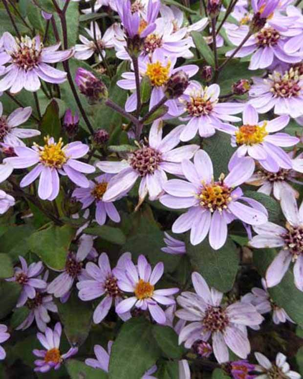 Aster nain d automne Harry Schmidt - Fleurs vivaces - ASTER AGERATOIDES HARRY SCHMIDT