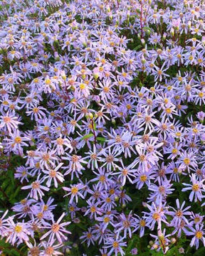 3 Asters radula August Sky - Fleurs vivaces - ASTER RADULA AUGUST SKY