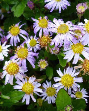 Aster Asmoe - Fleurs vivaces - ASTER AGERATOIDES ASMOE