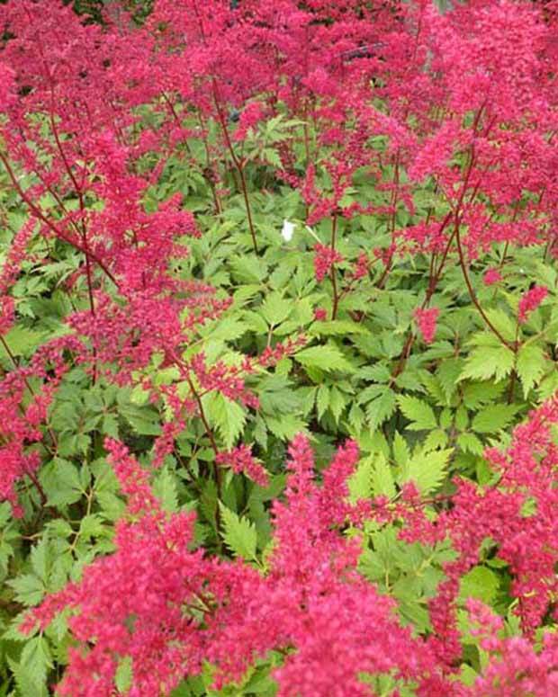 Astilbe d Arends Spinell - Fleurs vivaces - ASTILBE ARENDSII SPINELL