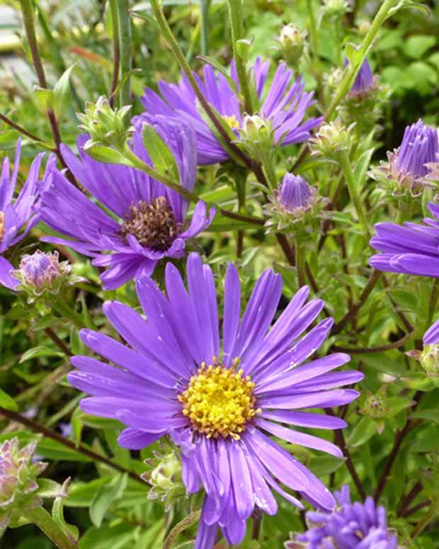 3 Asters amelle Veilchenkönigin Oeil de Christ Veilchenkönigin - Fleurs vivaces - Aster amellus Veilchenkönigin