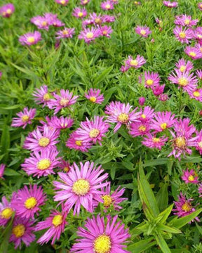 Marguerite d automne Bahamas - Fleurs vivaces - Aster Bahamas