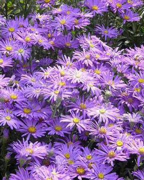 3 Oeil de Christ Breslau Asters amelle Breslau - Fleurs vivaces - Aster amellus Breslau