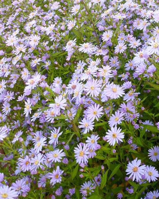 3 Asters cordifolius Blue Heaven - Fleurs vivaces - ASTER CORDIFOLIUS BLUE HEAVEN