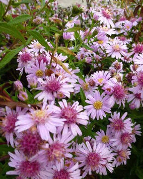 Marguerite d automne Coombe Fishacre - Fleurs vivaces - Aster Coombe Fishacre