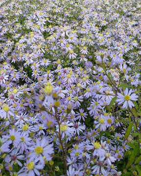 3 Asters cordifolius Photograph - Fleurs vivaces - ASTER CORDIFOLIUS PHOTOGRAPH