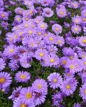 3 Asters nain Augenweide Marguerites d automne Augenweide - Fleurs vivaces - Aster Augenweide