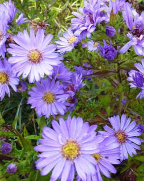 Aster nain Barbados - Fleurs vivaces - Aster Barbados