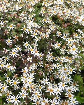 Aster divariqué Beth Chatto - Fleurs vivaces - Eurybia divaricata