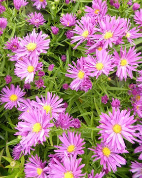 Marguerite d automne Tonga - Fleurs vivaces - Aster Dasfour TONGA