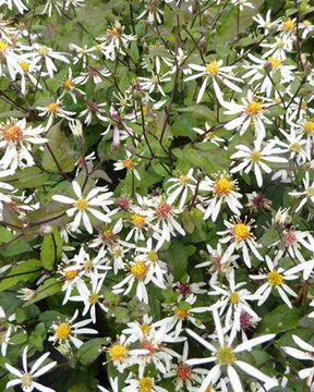 3 Asters divariqué EAstersn Star - Fleurs vivaces - Aster divaricatus Eastern Star