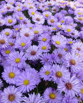 Aster nain Herbstpurzel - Fleurs vivaces - ASTER DUMOSUS HERBSTPURZEL