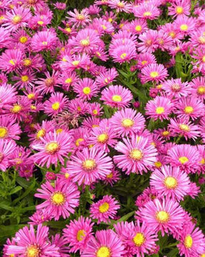 Aster nain Jenny - Fleurs vivaces - ASTER DUMOSUS JENNY