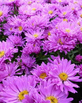 3 Asters nain Kassel - Fleurs vivaces - ASTER DUMOSUS KASSEL