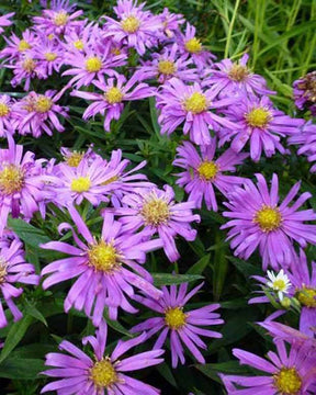 3 Asters nain Nesthäkchen Marguerites d automne Nesthäkchen - Fleurs vivaces - Aster Nesthäkchen