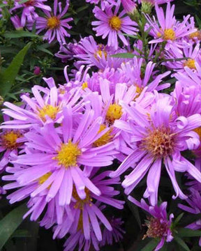 Aster nain Peter Harrison - Fleurs vivaces - ASTER DUMOSUS PETER HARRISON